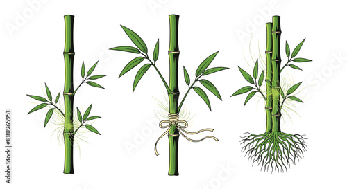 Illustration of bamboo stalks at different growth stages including stems with leaves, roots, and a decorative ribbon tie.