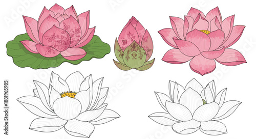 Beautiful pink and white lotus flowers and buds are depicted in various artistic illustrations with green leaves and details.