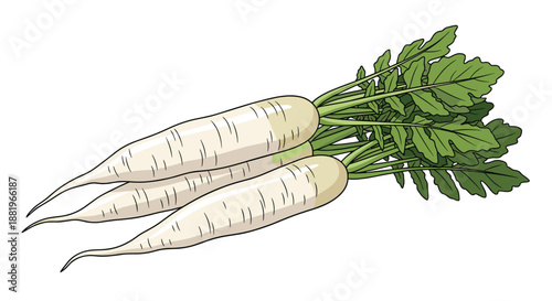 Three fresh white radishes with long green leaves arranged together in a natural and detailed vegetable illustration.