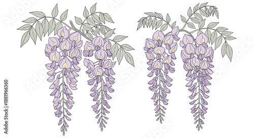 Beautiful purple wisteria flowers hang gracefully in clusters against a clean white background in this botanical illustration.