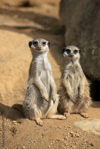 Wallpaper Mural Meerkats (Suricata suricatta), adult, two, on burrow, sitting upright, alert, captive Torontodigital.ca