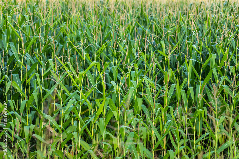 Obraz premium piante di mais alte e mature in un campo, in estate