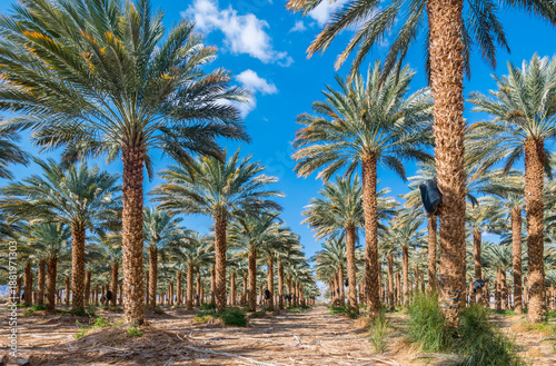 Plantation of date palms. Healthy food and sustainable industrial agriculture...