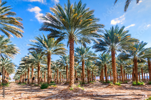 Plantation of date palms. Healthy food and sustainable industrial agriculture...