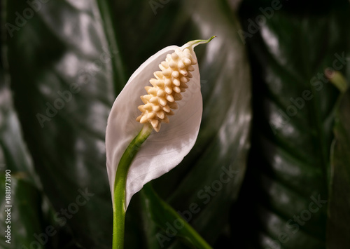 lily of the valley in spring