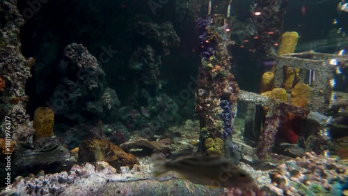 Predatory shark swimming through coral reef structures in deep dark water. Diverse marine life with colorful sponges and small tropical fish in a large aquarium.