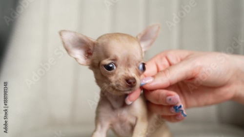 chihuahua puppy sits on a textured beige armchair, looking directly at the camera in a bright, minimalist setting.