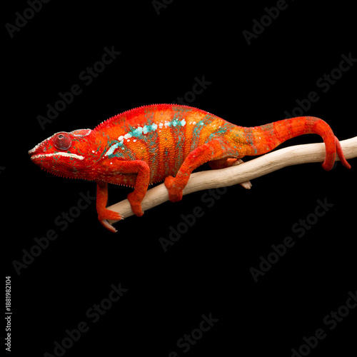 colourful lizard Panther chameleon isolated on black background
