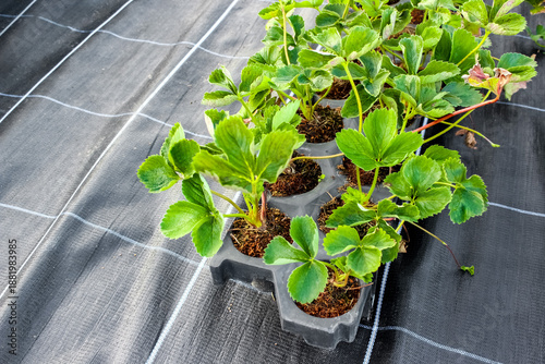 Quadro su tela Strawberry seedlings in a black plastic propagation tray placed on black agricultural mulch fabric with white grid lines
