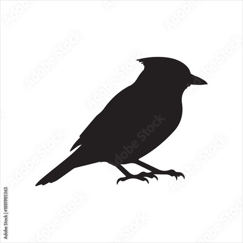 crow on a white background