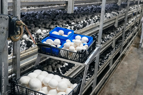 The mushrooms are being collected into black and blue plastic trays on a metal rack system. Sorting and packaging in the warehouse for sale to consumers