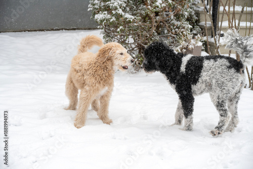 Two Goldendoodles are chatting during a light snowfall
