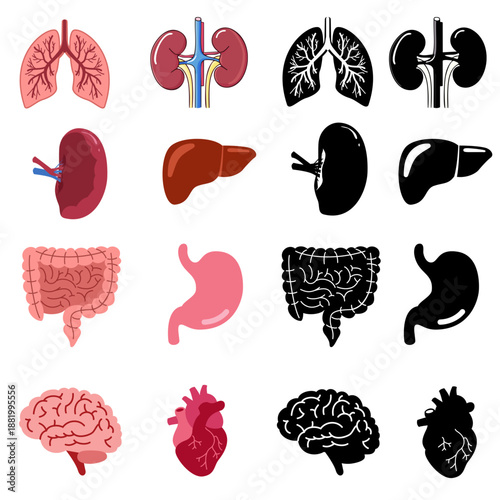 Internal organs of a human cartoon,black icons in set collection for design. Anatomy and medicine vector symbol stock web illustration.
