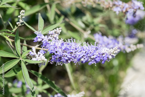 Beautiful Chaste Tree (vitex agnus-castus) flowers.