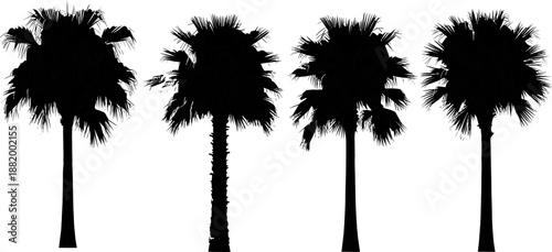 Black silhouette set of 4 palm trees with varied frond shapes and trunk textures on white background