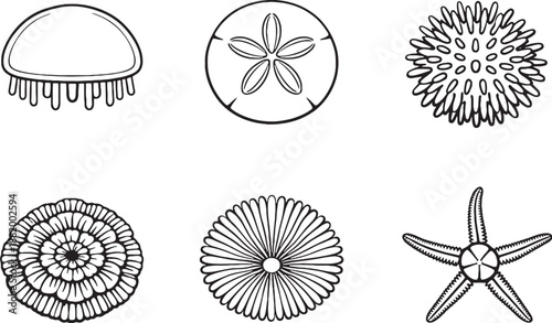 Radial Symmetry Marine Life Icons Set Jellyfish Sand Dollar Sea Urchin Line Art