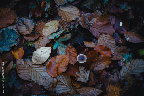 Autumn Leaves and Mushroom