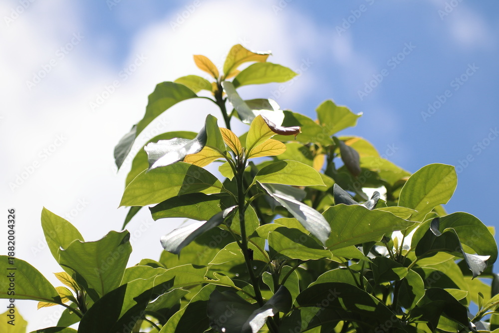 custom made wallpaper toronto digitalGreen young avocado leaf with sky background