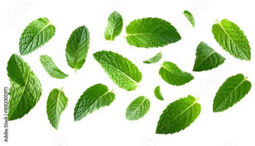 Vibrant Mint Leaves: An array of fresh, verdant mint leaves dance, their intricate textures and vibrant green hue showcasing the pure essence of nature's refreshment.