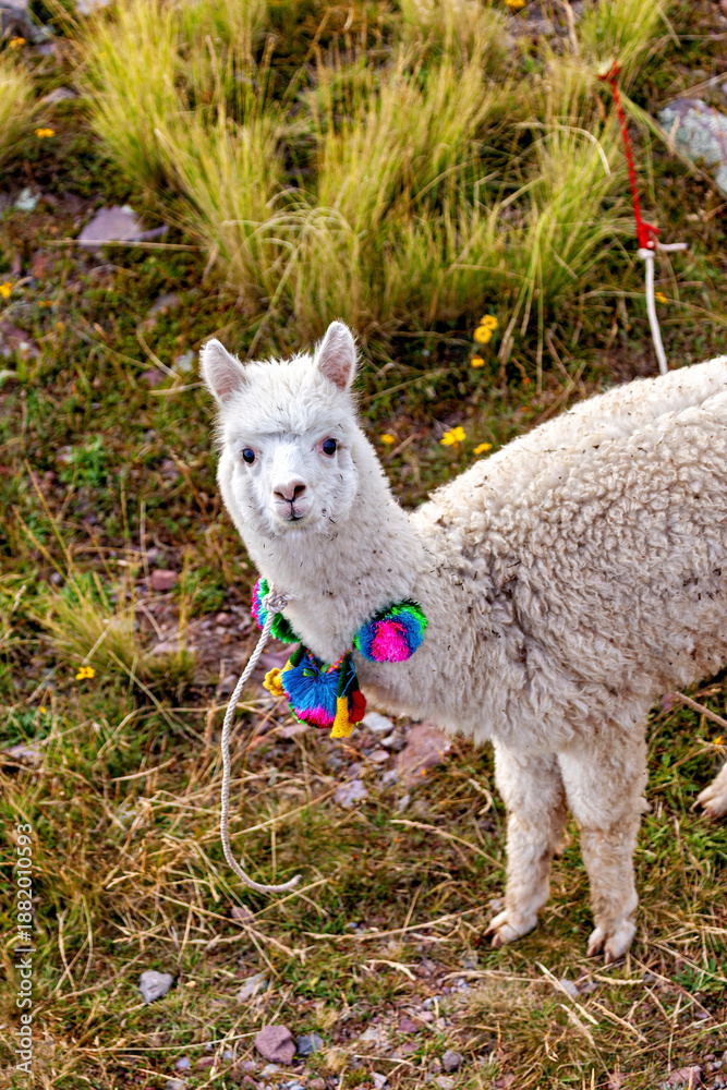 Fototapeta premium A white llama on Taquile Island in Lake Titicaca, Peru 