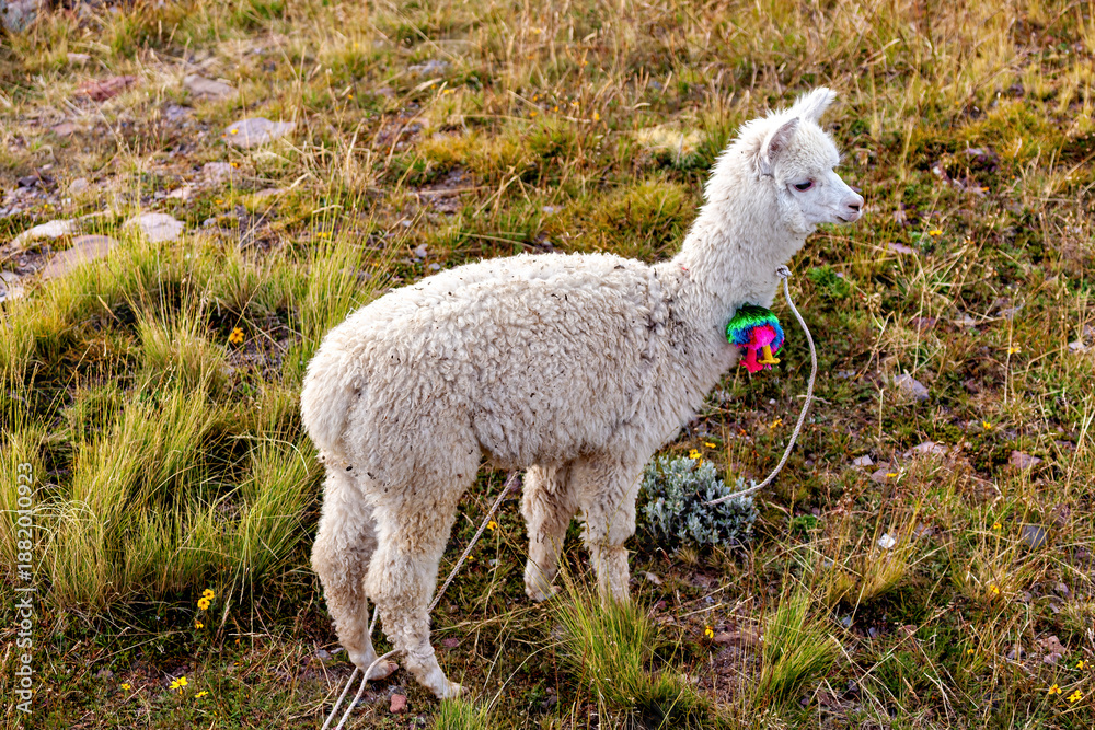 Fototapeta premium A white llama on Taquile Island in Lake Titicaca, Peru 