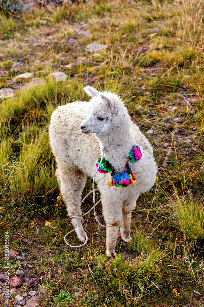 Fototapeta premium A white llama on Taquile Island in Lake Titicaca, Peru 