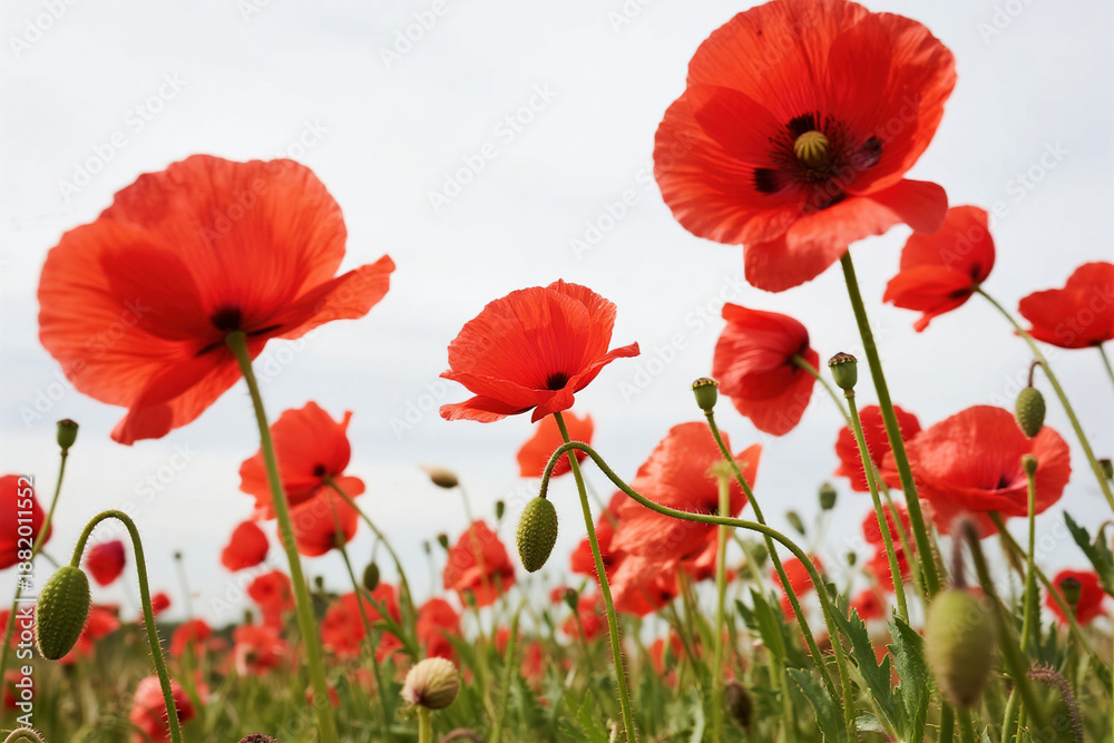 Obraz premium Field of Red Poppy Flowers