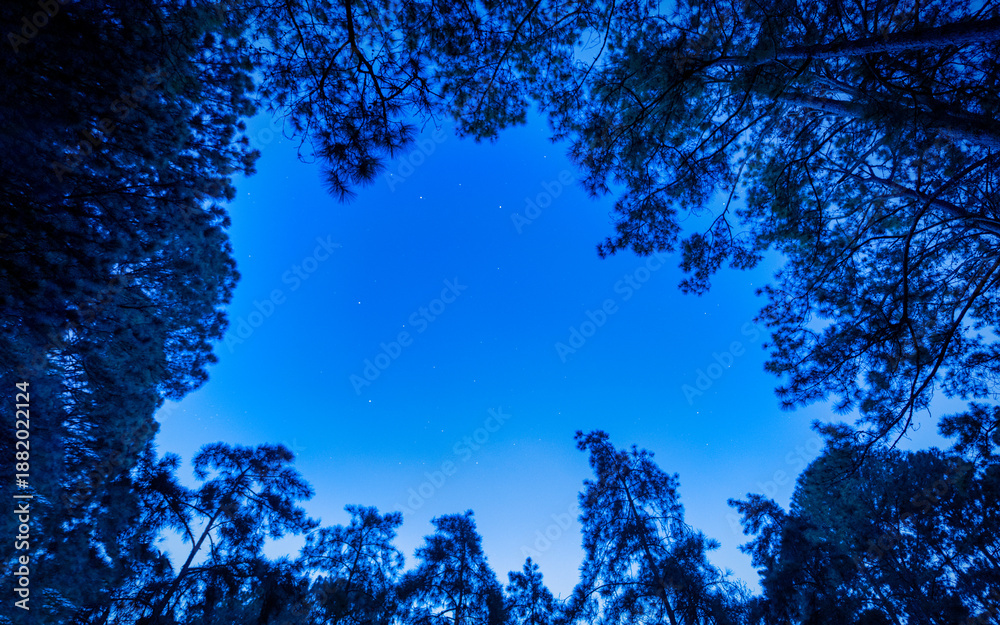 Fototapeta premium Stars over the pine tree at summer night on dark sky. Pine trees on the foreground.