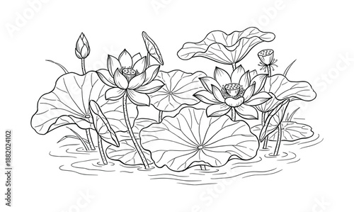 Detailed drawing of lotus flowers, buds, seed pods, leaves and pads floating on water. Line art style.