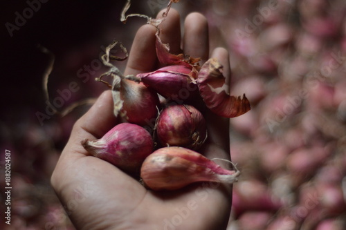 A close-up shot of a farmer's hand holding several fresh red shallots 
with a blurred background of a shallot heap. Authentic farm-to-table photography.