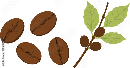 Coffee Beans and Coffee Plant Branch Illustration with Leaves Natural Beverage Flat Vector Design