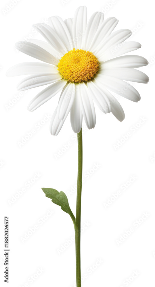Fototapeta premium PNG Beautiful daisy flower white photography asteraceae.