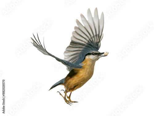 Obraz na plátně Flying nuthatch with a nut in its beak, isolated on white background