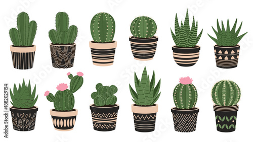 Diverse collection of decorative cacti and succulents in patterned pots arranged in two rows for interior design.
