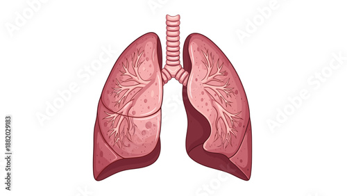 Medical illustration of human lungs and trachea showing internal bronchial structures and healthy lung tissue.