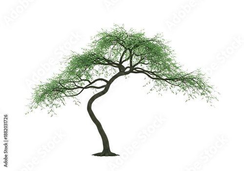 Graceful weeping tree isolated on transparent background