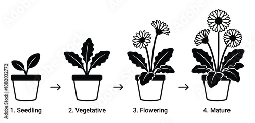 Illustration depicting plant growth stages from seedling to mature flowering plant in a pot, vector graphic.