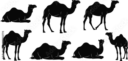 Camel silhouette collection featuring dromedary camels standing walking and resting, desert animal vector illustration isolated on whiteb