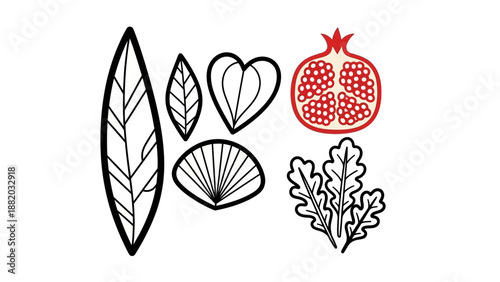 Illustration of a pomegranate and various leaves in a simple line art style, showcasing natural elements.
