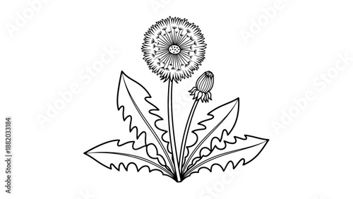 A dandelion with seeds and leaves in a simple line art style, set against a plain background from a frontal viewpoint