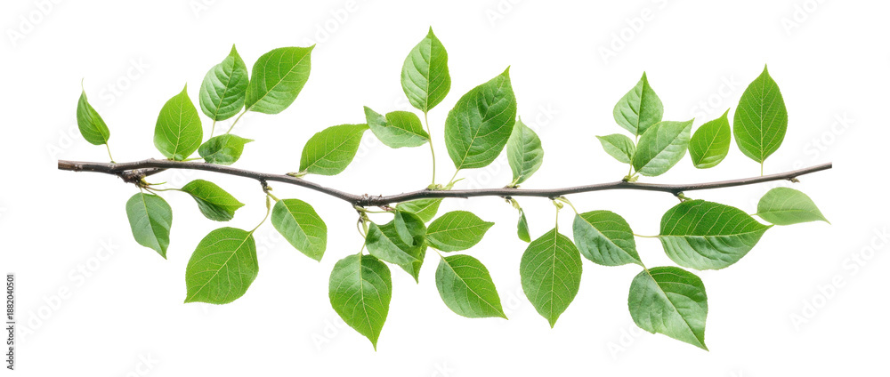 Obraz premium PNG Green leaves branches leaf tree illustration.