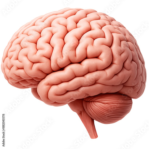 Wallpaper Mural Human Brain Anatomy Model Torontodigital.ca