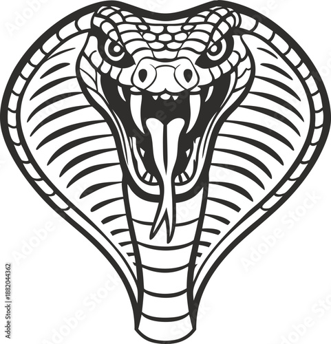 Angry cobra snake with hood spread, fangs exposed and forked tongue out in aggressive defensive pose