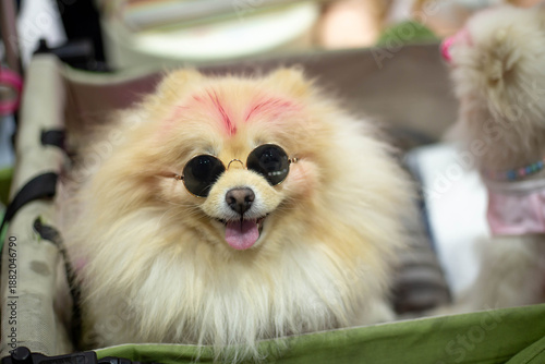 A fluffy cheerful Pomeranian sticks out its tongue and wears round sunglasses relaxes comfortably inside a pet stroller.