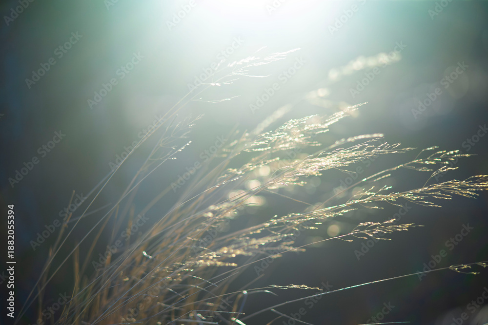 Obraz premium Ethereal Sunlit Dry Grass with Soft Golden Bokeh and Backlight