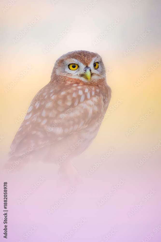 Obraz premium A striking and magnificent owl with captivating colors. An impressive and wonderful background. Little owl.