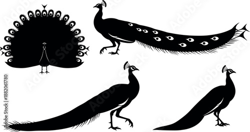 Four black peacock silhouettes on white background