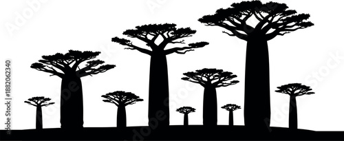 Foto Silhouette of baobab trees against a white background