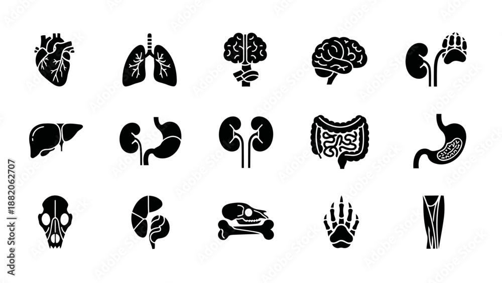 Fototapeta premium A clean and professional set of black minimalist icons illustrating dog anatomy and animal organs, arranged in a structured grid layout.