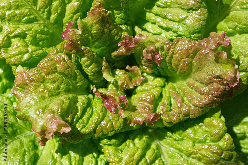 Fototapeta premium Green red lettuce lollo rosso leaves top view, motion camera turning. Food background rotating. Greengrocer's stall. Fresh organic zero-carbon radicchio On The Street Market. Vegetable salad backdrop